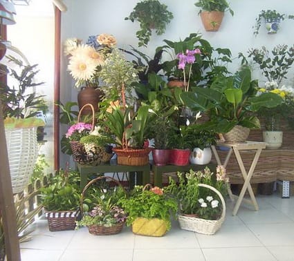 Usa plantas en casa