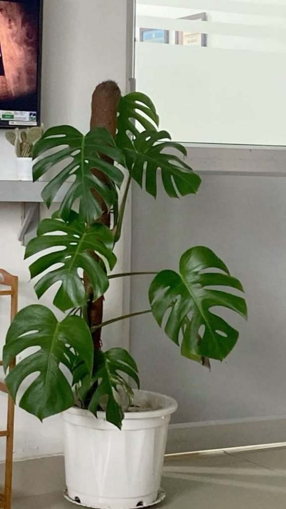 monstera deliciosa