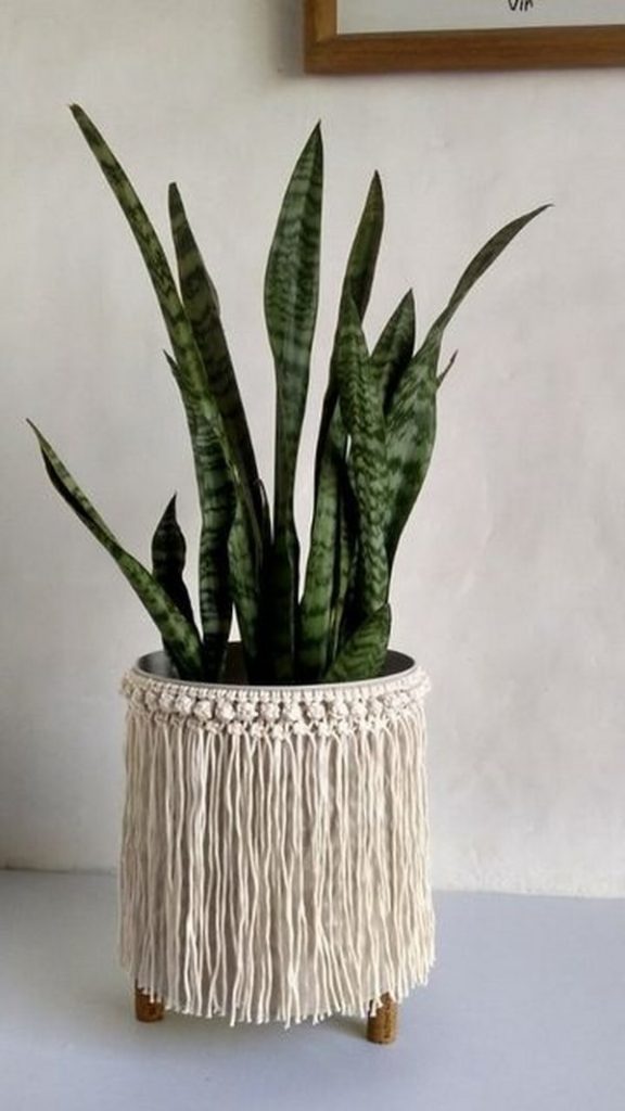 sansevieria