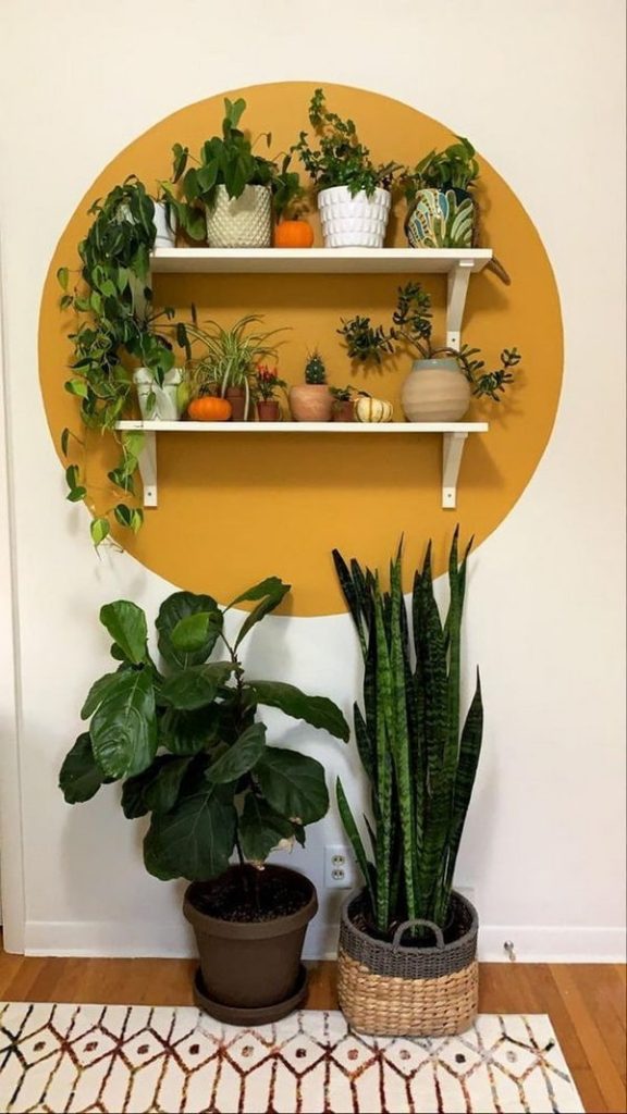 sansevieria