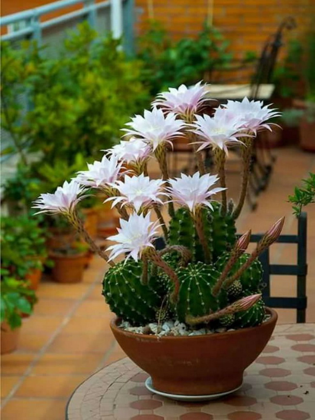 Echinopsis oxygona
