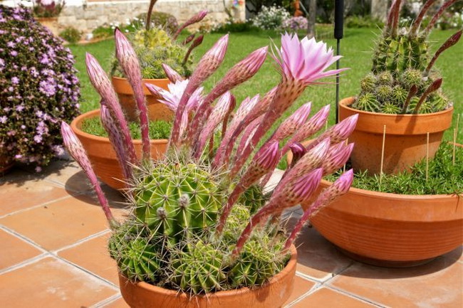 Echinopsis oxygona