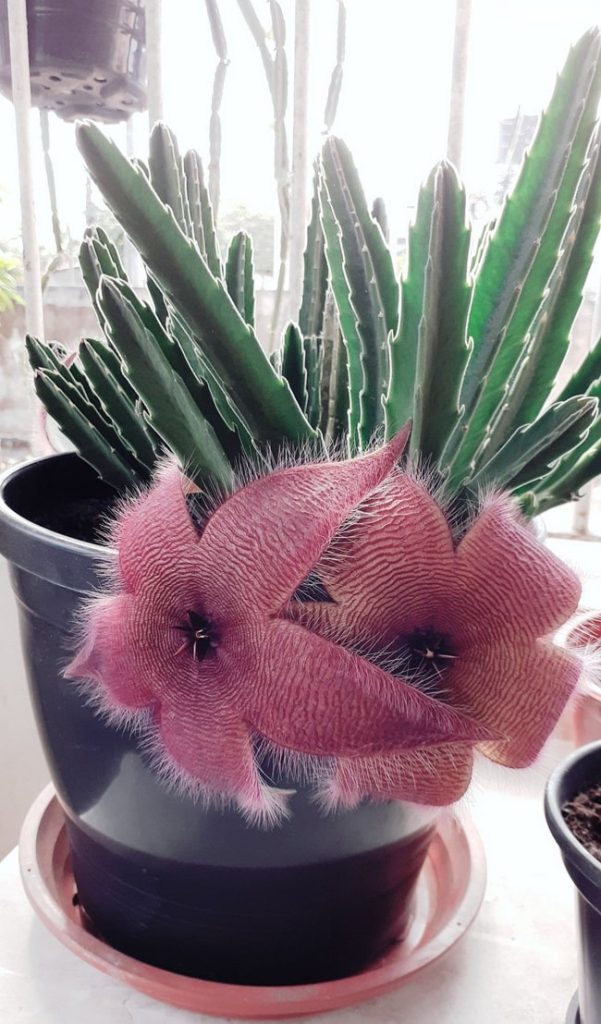 Stapelia Hirsuta 