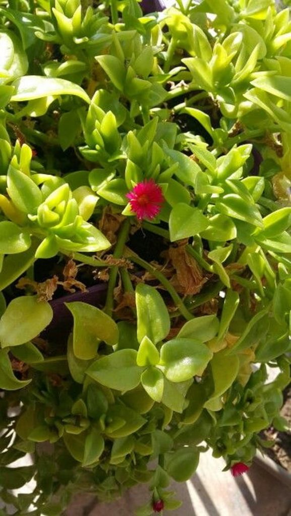 Aptenia cordifolia
