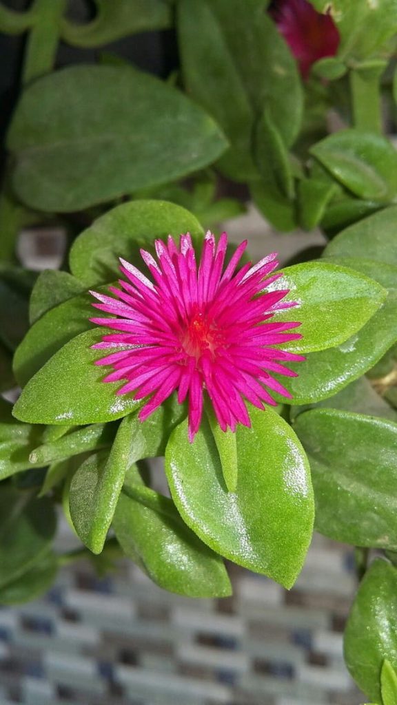 Aptenia cordifolia