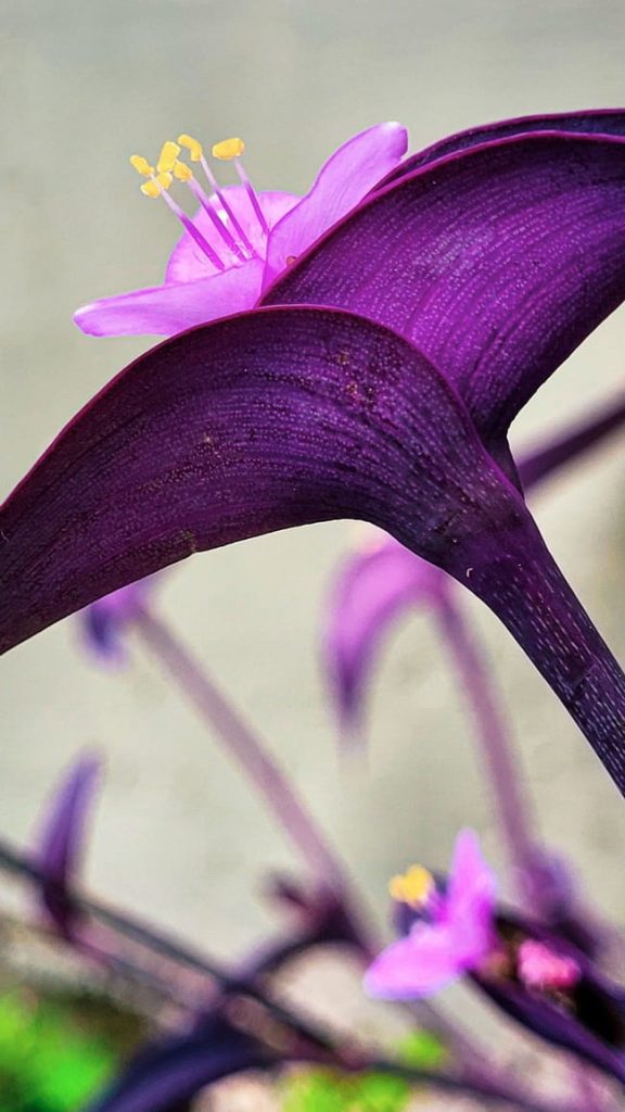 purpurina Tradescantia pallida