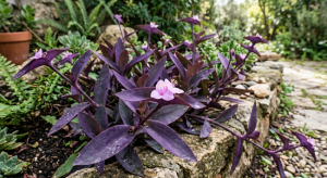 Tradescantia pallida