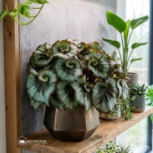 Begonia escargot